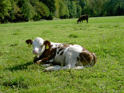 Kälbchen Kalb